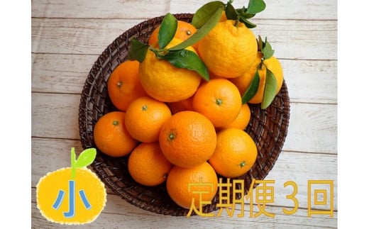 【定期便３回】 みかん ⑦自然塾　季節の柑橘詰合せ 小