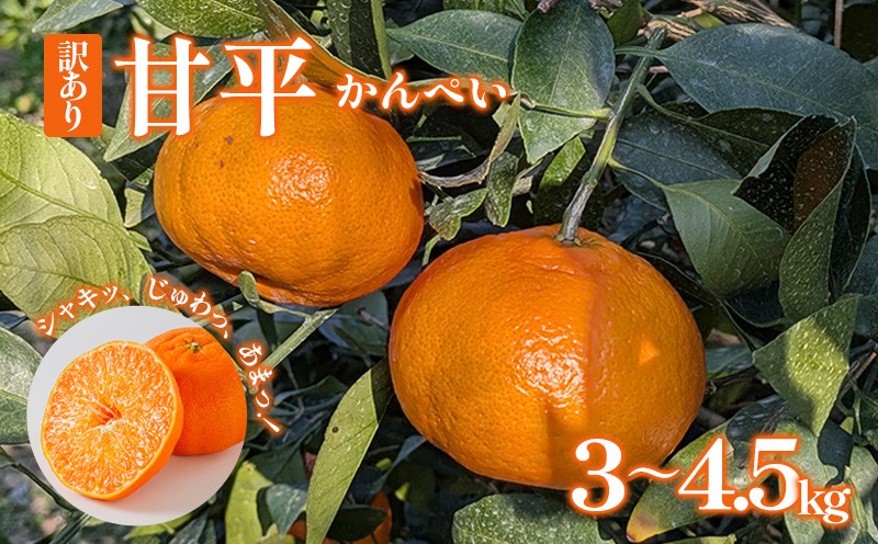 
                  【2026年2月初旬発送】家庭用 訳あり甘平 3kgまたは4.5kg｜みかん 蜜柑 旬 わけあり 訳あり 甘い 柑橘 果物 フルーツ 糖度 愛媛 松山
                