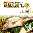 【ふるさと納税】 《三枚おろし》 鯛 活き締め！天然 真鯛 ！天然 タイ ！ (1尾 約2～3kg) 【 魚 新鮮 ツマミ 刺身 塩焼き 市場直送 山口県 宇部市 】