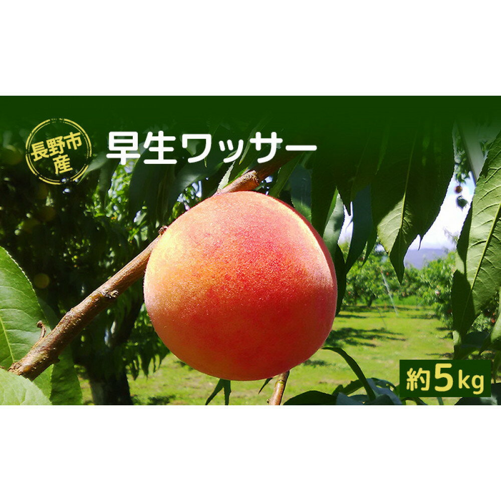 【ふるさと納税】長野市産早生ワッサー約5kg(12～18個）