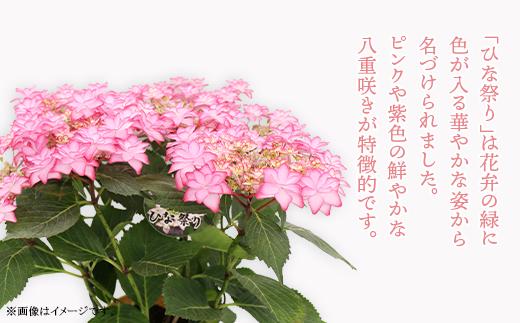737【母の日ギフト】アジサイ鉢植え（品種：ひな祭りピンク） 母の日 感謝 プレゼント