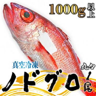 ふるさと納税 新発田市 【鮮度抜群】真空冷凍　日本海産ノドグロ 1尾(約1kg以上)