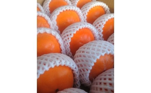 No.1205福島の柿「渋抜き柿」（刀根早生又は平たねなし）約3kg【2026年発送】