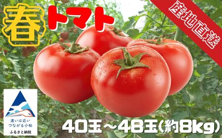 春トマト  40玉～48玉（約8kg）小松産 野菜 春とまと | 石川県 小松市【JAあぐり】