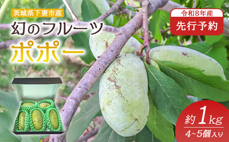 フルーツ R8 先行予約 ポポー 約1kg 4～5個 幻のフルーツ