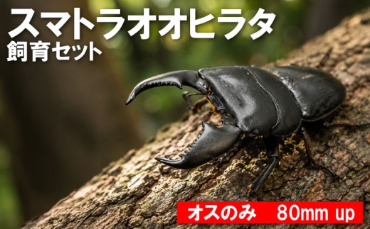 【数量限定】　スマトラオオヒラタ 飼育セット オスのみ 80ミリ up クワガタ クワガタムシ カブトムシ 昆虫 虫 国産 飼育 セット 夏休み 自由研究 ふるさと納税 茨城県 鹿嶋市 Kabukuwashop