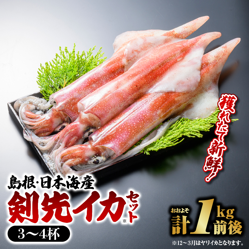 鮮魚セットE イカ 3～4杯 計約1.0kg【YM-5】｜送料無料 イカ いか 剣先イカ 白イカ 真イカ 島根 山陰 日本海産 魚介類 魚貝類 海産 海産物 おかず 下処理済 煮付け 刺身 さしみ 鮮魚 新鮮 せんぎょ 厳選｜