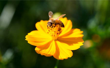 純粋ハチミツ ソヨゴ 500g×1 瑞浪市 / honey shop Bee farm asano 蜂蜜 はちみつ [AZBT011]