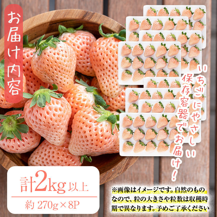 〈先行予約受付中！〉鹿児島県産いちご！特別栽培農産物 いちごの村から朝摘み「淡雪」8Pセット(計2kg・約270g×8P) e0-047