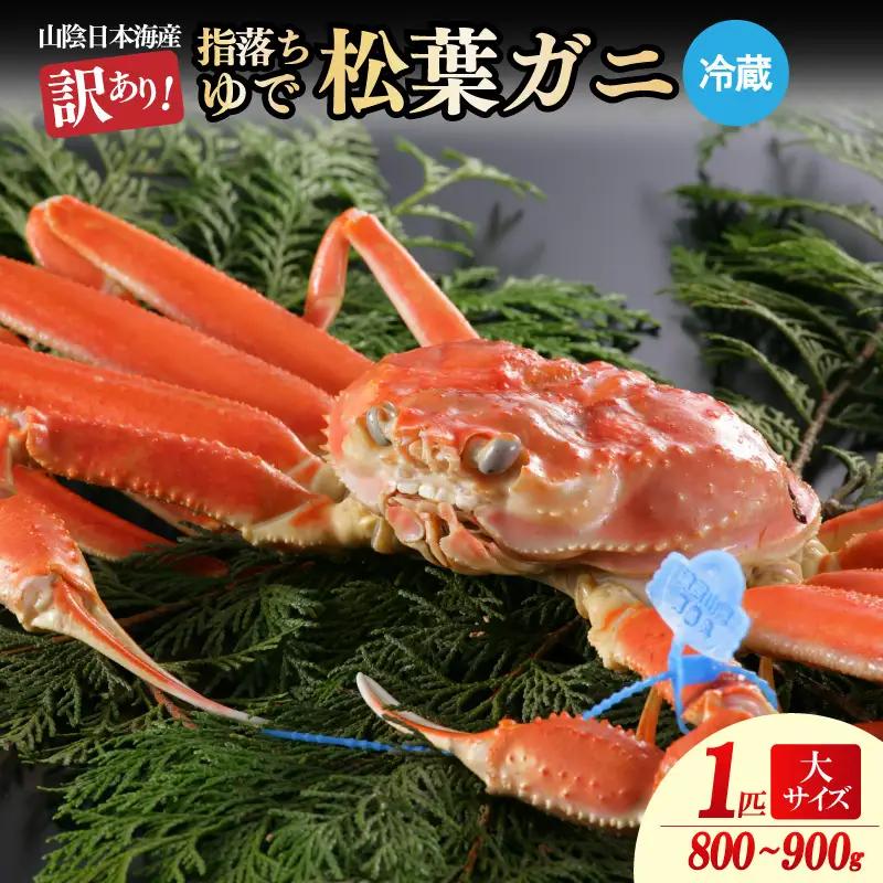【訳あり！指落ち松葉がに】ゆで松葉がに 800g～900g 大サイズ（12月発送）北畿水産