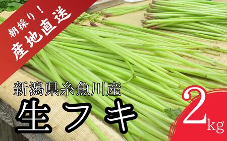【令和7年産先行予約】5月中旬以降順次発送 旬の山菜 ふき 2kg【新潟県 糸魚川市 山菜 フキ ふき 野菜 能生谷 おおかやば山菜園 期間限定】
