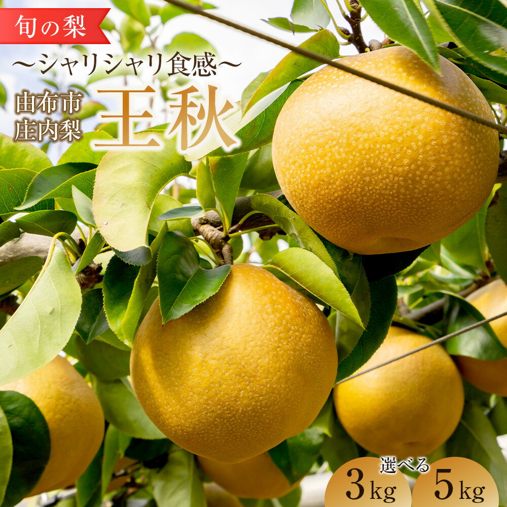 【ふるさと納税】＜選べる容量＞旬の梨 王秋 3kg・5kg 庄内梨 大塚梨園＜2026年10月下旬以降発送＞ | 梨 なし 3kg 由布院 湯布院 由布市 大分県 九州 フルーツ 果物 お取り寄せ 国産 送料無料 ゆふいん おすすめ 数量限定 期間限定