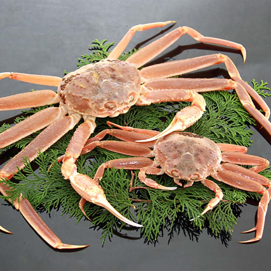 松葉ガニ夫婦活セット 松葉ガニ(大)1枚+親ガニ(大)1枚