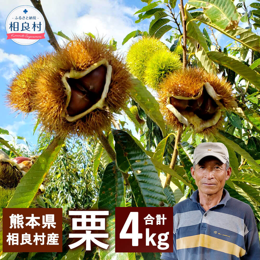 【ふるさと納税】＜予約＞栗 合計4kg 2kg×2袋 品種はお任せ 【2025年8月下旬発送開始】 クリ くり 旬 九州産 熊本県産 相良村産 果物 フルーツ 冷蔵配送 送料無料