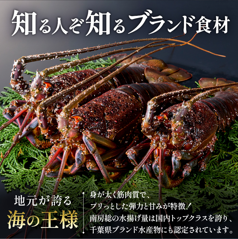 【天然】甘み凝縮！活〆冷凍伊勢海老900ｇ以上（300ｇ×3尾） 