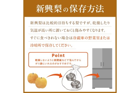 【先行予約／数量限定150】京丹後産 新興梨 5kg（8～14玉入り）（2024年10月中旬～発送）