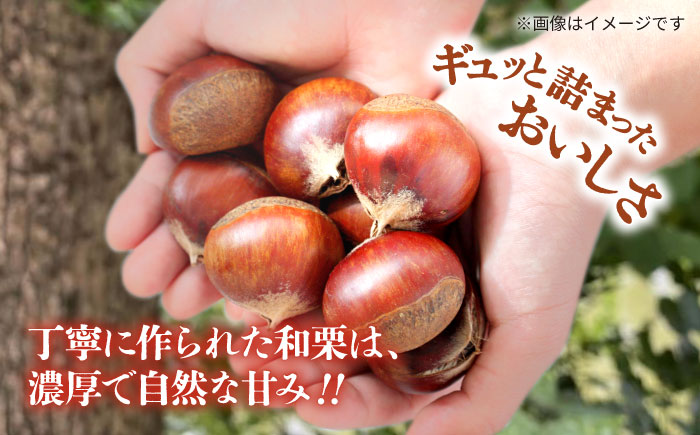 むき栗 約750ｇ（約250g×3pc） 【すみれファーム】 [ZEP064]