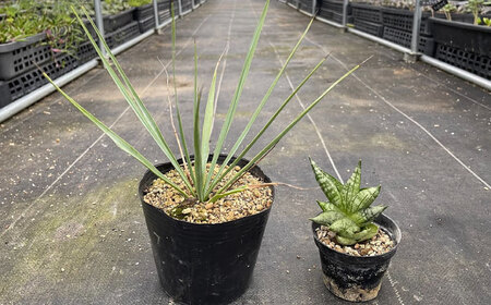 ユッカ リギダ ＆ サンセベリア ボンセレンシスドワーフ 各1株 Yucca rigida ＆ sansevieria boncellensis dwarf 長与町/アグリューム　[EAI220]