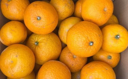 【産直】和歌山由良町産の木成り熟成八朔訳ありご家庭用約10kg（サイズ混合）※2024年3月中旬～4月下旬頃に順次発送（お届け日指定不可）【tec916】