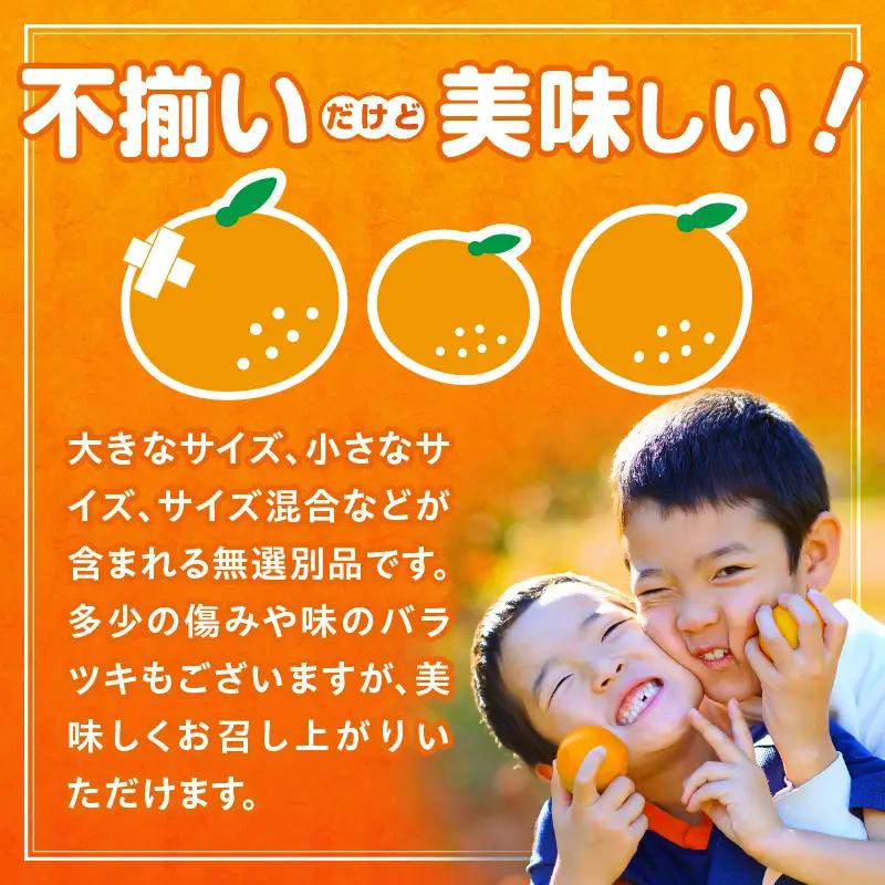 【先行予約】【訳あり】常滑ハッピーはっさく 4～5kg（10個～14個）｜ はっさく フルーツ常滑市