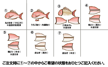 日本本土最西端の海で育った高級真鯛