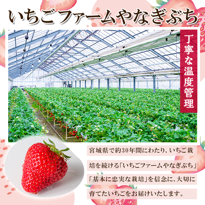 ≪先行予約受付中！≫宮城県登米市産いちご もういっこ 2.4kg（8パック） フルーツ 果物 果実 デザート くだもの いちご イチゴ 苺 ストロベリー 甘い パック 【いちごファームやなぎぶち】tm