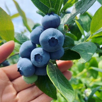 ごきげんブルーベリージャム3個セット