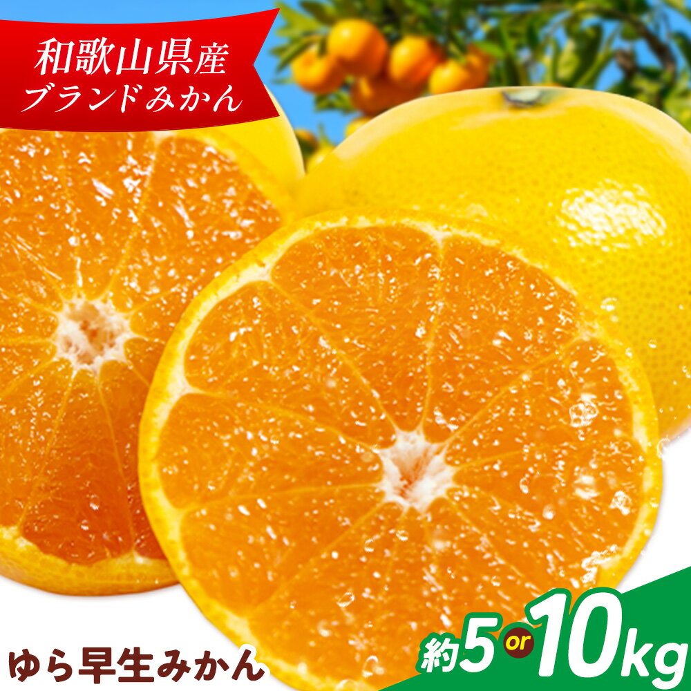 【ふるさと納税】ゆら早生みかん 選べる 約5kg 約10kg マルツネ農園《11月上旬-12月下旬頃出荷》 和歌山県 日高川町 旬 果物 みかん 蜜柑 フルーツ 柑橘 産地直送 送料無料