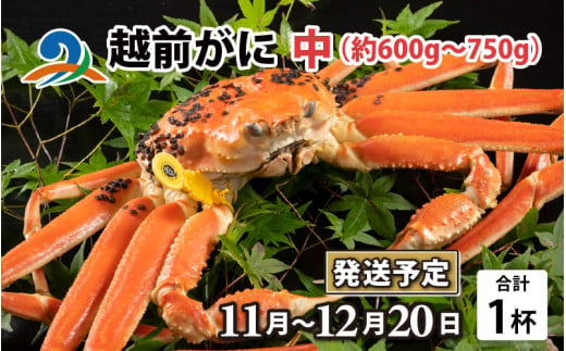 【先行予約】越前がに 中 （約600g～750g） 1杯【2024年11月中旬より順次発送】