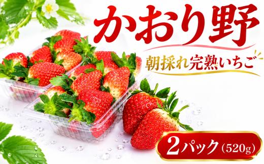 いちご かおり野 約 260g × 2パック 先行予約 【2027年1月より発送開始】 苺 イチゴ 果物 かおりの フルーツ くだもの デザート 野菜 完熟 朝採れ 新鮮 国産 茨城県 筑西市 関東