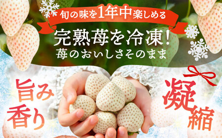 冷凍白いちご 1kg いちご 苺 イチゴ【配達不可：離島】 / くぼ苺農園[AECJ028]