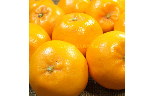 はるみ 約3kg/サイズおまかせ　※2026年1月下旬～2026年3月中旬頃に順次発送(お届け日指定不可)　紀伊国屋文左衛門本舗　【kstb461B】