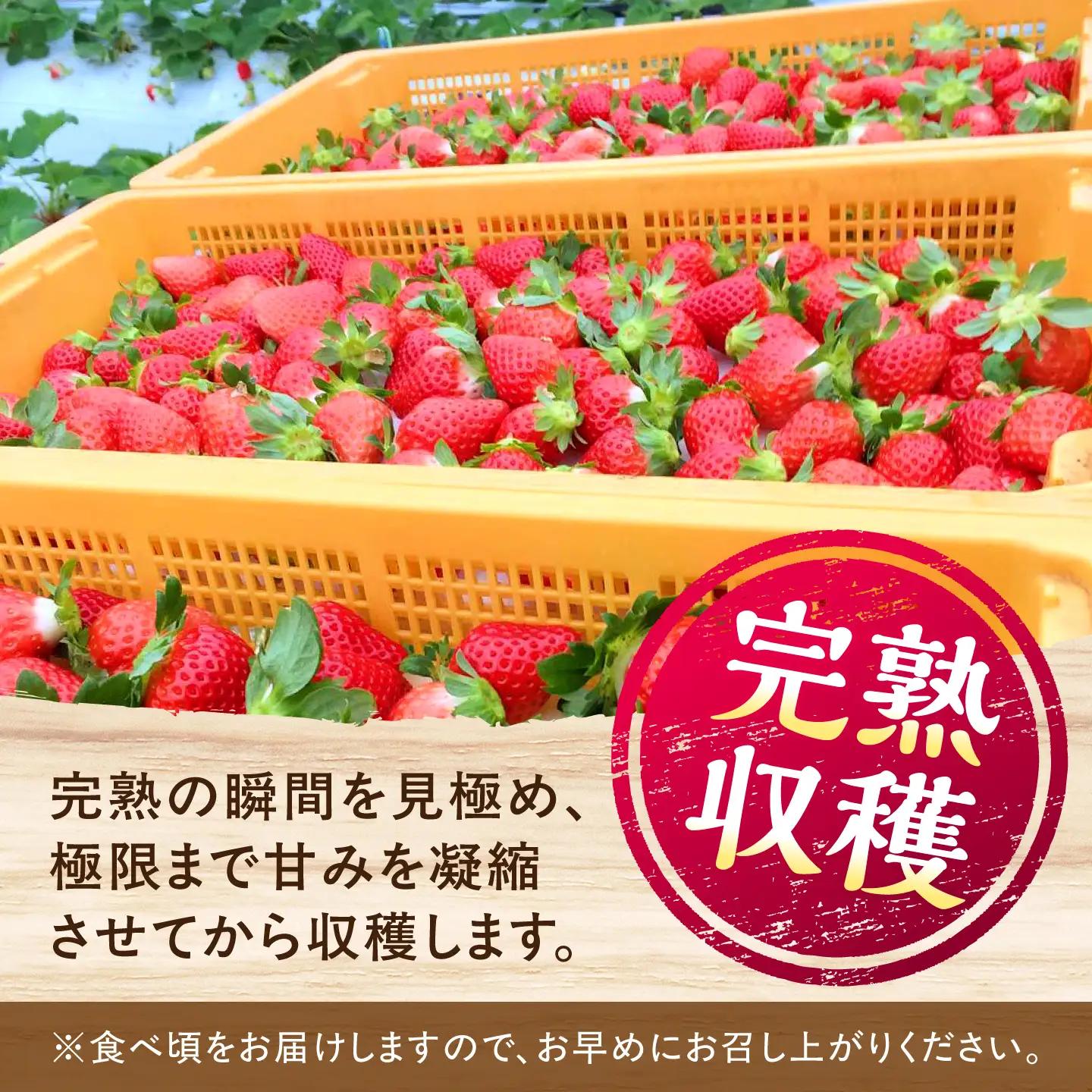 【先行予約】【2027年1月下旬発送開始】いちご 24個(500g程度) / (あまえくぼ or 恋みのり) 苺 ストロベリー フルーツ 果物 くだもの 青果【有限会社 高司農園】[AYDO001]