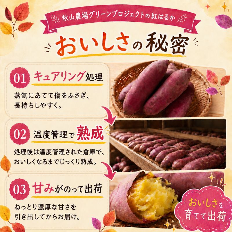 【先行予約】新潟県上越市産 紅はるか サツマイモ さつま
