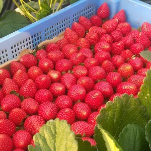 ＜先行予約＞【とちあいか ミルキーベリー】鬼怒川の恵みをたっぷり受けた　栃木県上三川（かみのかわ）町産　紅白イチゴセット【紅白各1パック】いちご イチゴ 苺 白いちご 紅白いちご ※2026年1月中旬