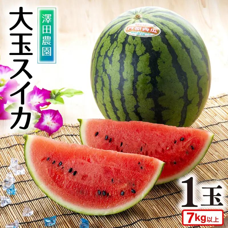 【先行予約】大玉スイカ（7kg以上 1玉入) 皮際まで甘い！シャリ感も抜群！／ あわら 果物 フルーツ すいか 人気 産地直送 ※2027年6月中旬より順次発送 [aw039-a024]