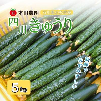 ふるさと納税 小松市 四川きゅうり 5kg 本田農園 野菜 ギフト