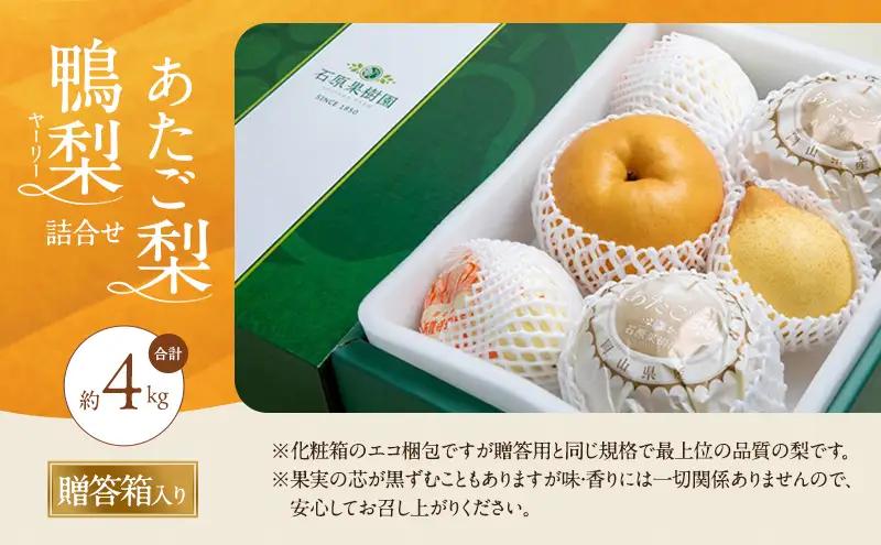 梨 2026年 先行予約 あたご梨・鴨梨（ヤーリー）詰合せ 合計約4kg  岡山県産 梨