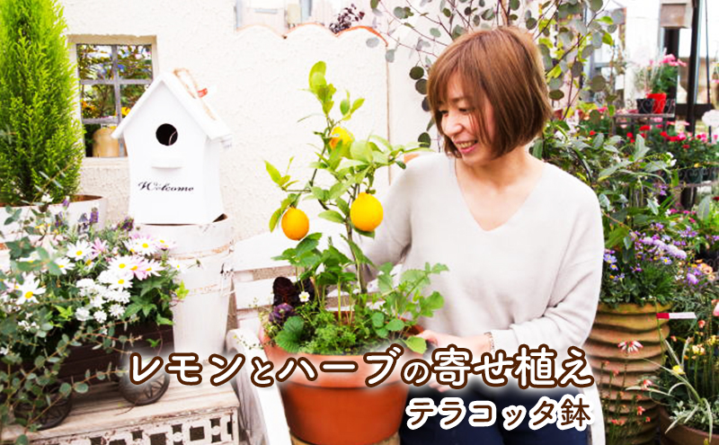 レモン ハーブ 寄せ植え 鉢植え 植物 ガーデン インテリア 収穫可能 ※配送不可:北海道,沖縄,離島