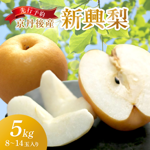 【先行予約／数量限定150】京丹後産 新興梨 5kg（8～14玉入り）（2026年10月中旬～発送）