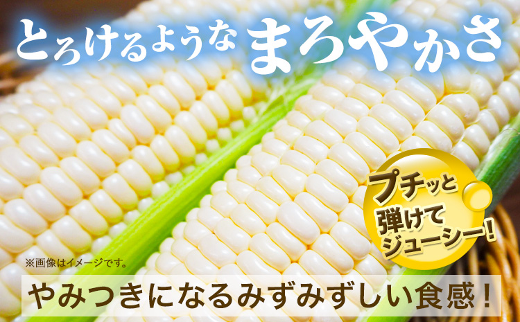 【特大】 とうもろこし 極甘 ホワイトコーン 「 なよろホワイト 」 8.5kg 以上 20～22本 特大 サイズ《 7月 下旬- 9月 中旬頃出荷予定》 朝採れ 真空予冷 冷蔵 高糖度 先行予約 夏