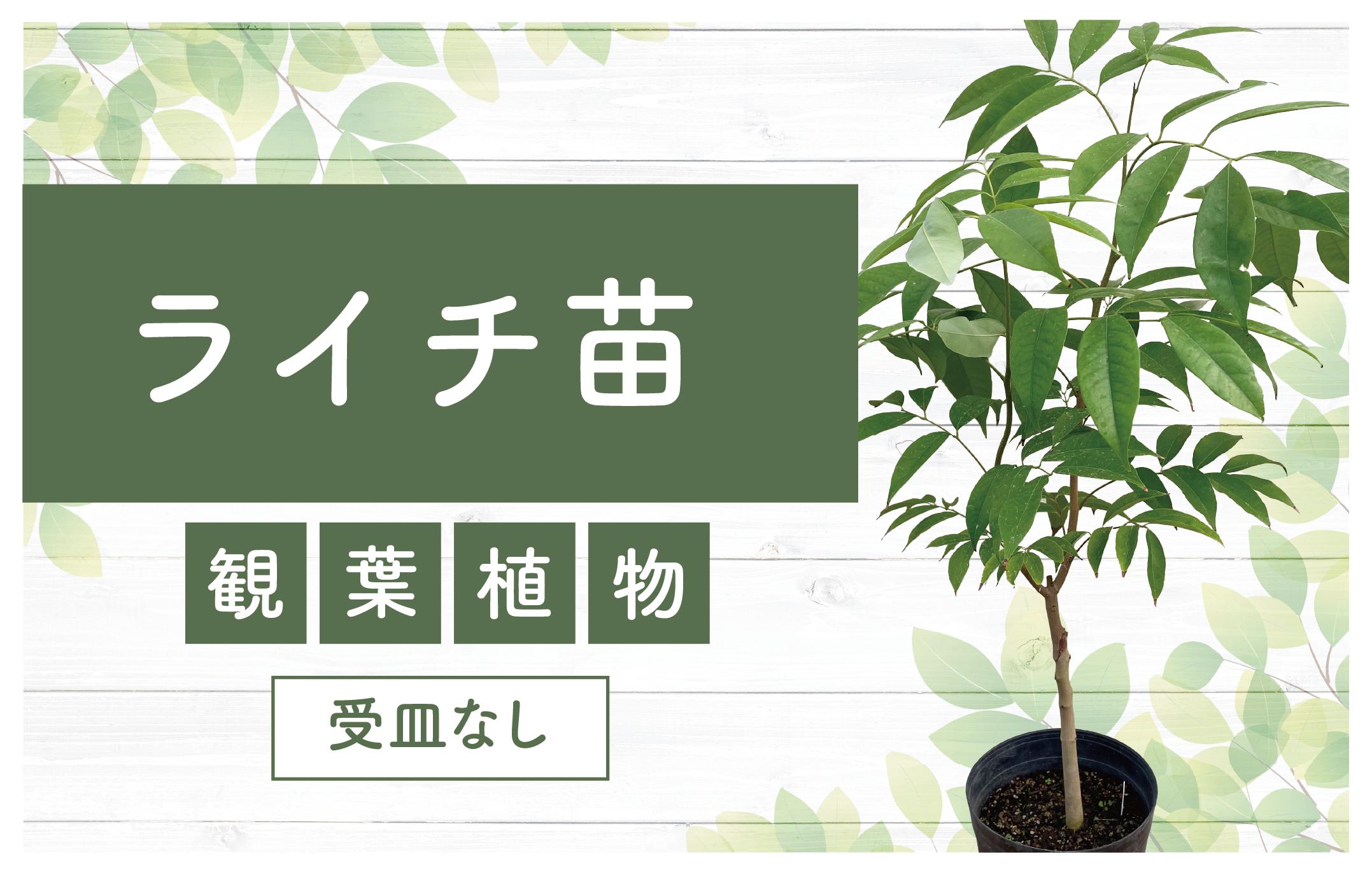 
            【観葉植物】ライチ苗 6号サイズ(前園植物園/040-1492) 南国鹿児島県で育った 観葉植物！植物 鉢付 インテリア 室内 オフィス おしゃれ プレゼント ギフト 開店祝い 移転祝い マイナスイオン【配送不可地域：北海道・沖縄県・離島】
          
