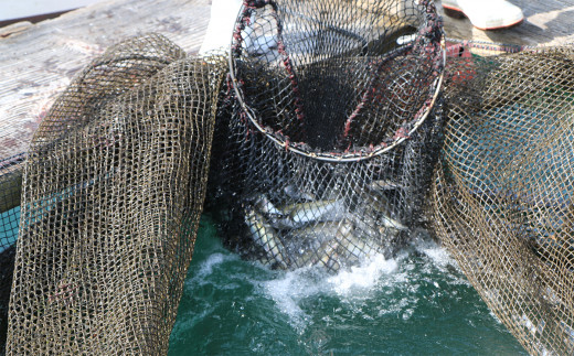朝獲れ新鮮！最高の漁場 豊後水道で獲れた鮮魚詰め合わせ