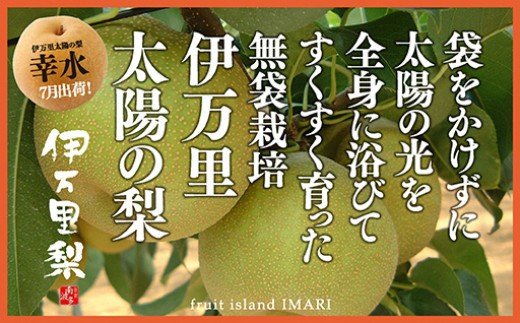 【2025年産先行予約】伊万里梨「幸水」化粧箱入 約2.5kg B159