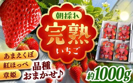 石川農園 完熟いちご 4パック入り(ご家庭用) 産地直送 イチゴ 苺 フルーツ 恵那市 / クリエイティブファーマーズ[AUAH020]