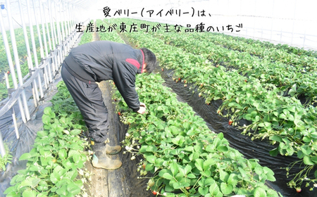 【2026年先行予約】 いちご 「 アイベリー ( 愛ベリー )」 大粒 12粒~15粒入り 1箱 甘い いちご 苺 イチゴ 果物 フルーツ 2026年 先行予約 先行 予約 千葉県 東庄町