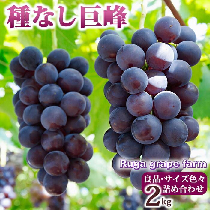 【ふるさと納税】【先行受付2025年発送】種無し巨峰 2kg 良品サイズ色々詰め合わせ｜Ruga grape farm 長野県 東御市 信州