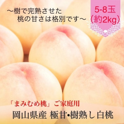 【2027年発送】岡山県産 極甘・樹熟し白桃『まみむめ桃』(ご家庭用) 化粧箱入り【配送不可地域：離島】