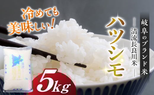 【R7年産】岐阜ハツシモ 5kg 名水100選に選ばれた長良川中流の水で育った「清流長良川米」 ハツシモ はしつも 長良川 清流米 すし飯  冷めても美味しい お米 米 こめ 白米 5kg 5キロ 岐阜市/森ライス [ANCU002]