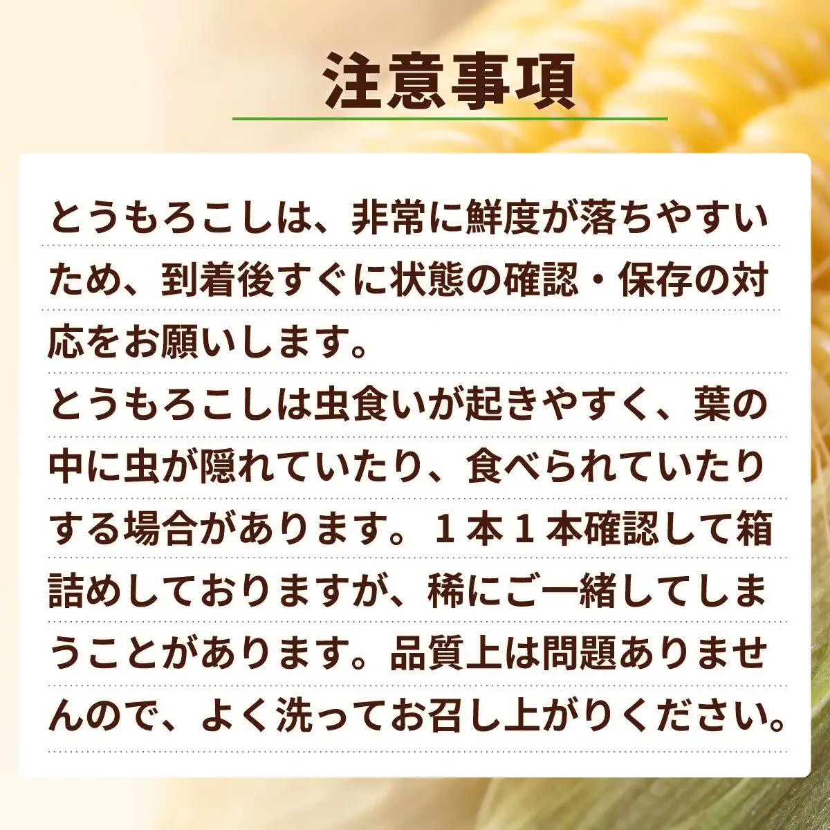 とうもろこし 訳あり ピュアホワイト 6kg 茨城県産 トウモロコシ 深夜採り 朝出荷